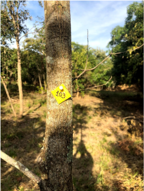 GRUPO SOUL: EMPRESA AMBIENTAL EM CAMPINAS GRUPO SOUL: EMPRESA AMBIENTAL EM CAMPINAS