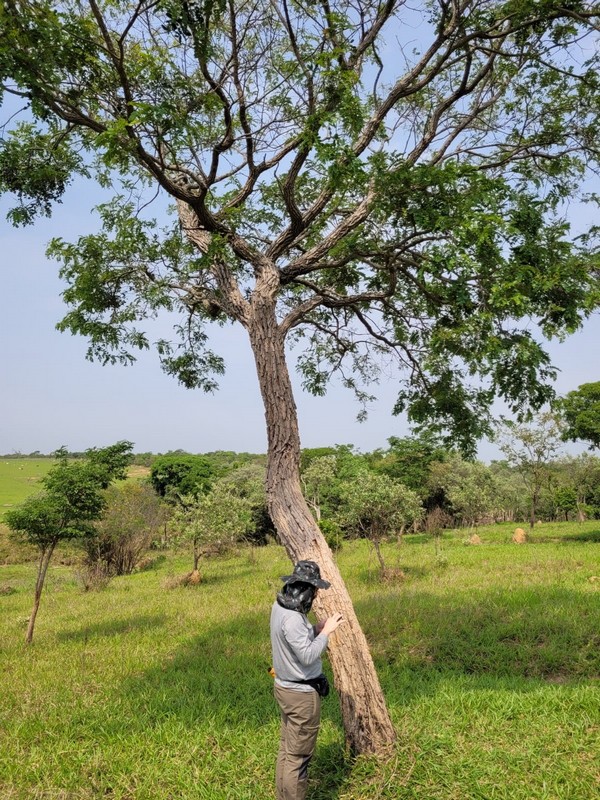 Consultoria Ambiental em Campinas - Soluções Personalizadas para seu Licenciamento Ambiental e Conformidade Legal Consultoria Ambiental em Campinas - Soluções Personalizadas para seu Licenciamento Ambiental e Conformidade Legal
