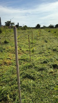 Empresa de Implantação de Reflorestamento em São Paulo