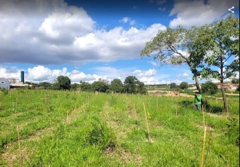 Empresa de Reflorestamento em São Paulo