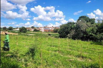 Serviço de Reflorestamento em São Paulo